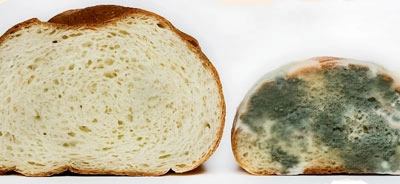 Средства против плесени и картофельной болезни